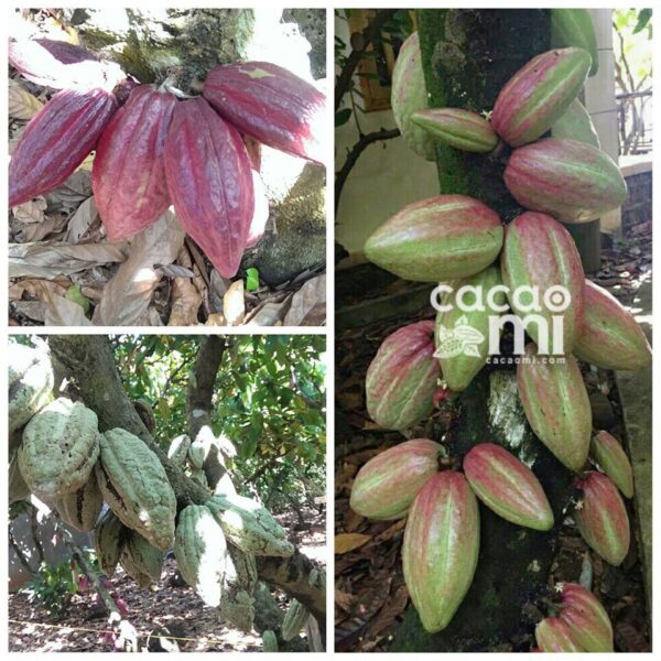 Bột cacao nguyên chất không đường CACAOMI Premium gu đậm ca cao socola chuẩn xuất khẩu 80g/250g/500g - Hình ảnh 7